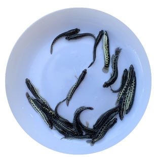 大黑鱼苗乌鱼生鱼苗乌鳢财鱼苗淡水鱼苗活体养殖食用观赏小型好养