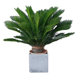 铁树盆栽大型室内绿植客厅苏铁室外办公室除甲醛净空气盆景植物