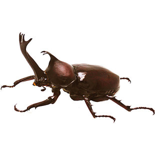 独角仙甲虫宠物成虫幼虫姬兜爬虫巨型超大个体兜虫花金龟活体锹甲