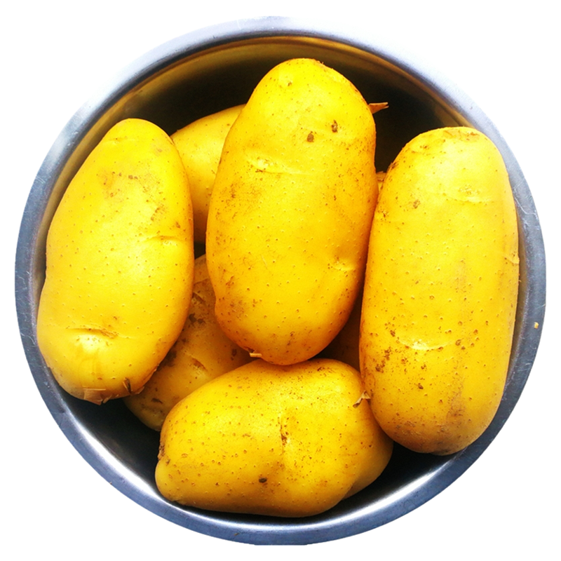 山东黄皮黄心大土豆新鲜