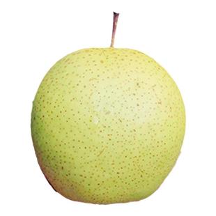 正宗赵县雪花梨新鲜水果5/10斤包邮河北赵州冰糖雪梨煮梨水熬梨膏