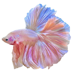 曼尾纱泰国斗鱼一公一母观赏鱼缸小型活体宠物热带淡水半月婚纱鱼