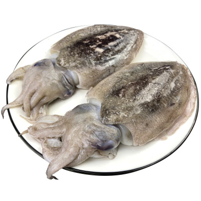 东海大墨鱼新鲜冷冻海鲜水产章鱼