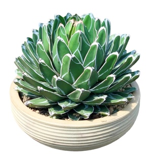 夏季栽培简单龙舌兰植物世之雪多肉植物庭院景观植物仙人掌耐寒