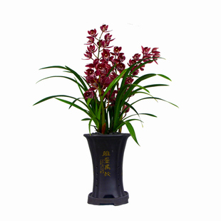 兰花苗蕙兰红霞带花苞浓香兰花花卉植物盆栽盆景室内阳台庭院好养