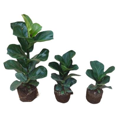 琴叶榕绿植盆栽卧室内客厅