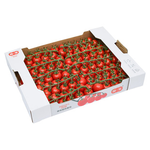 柿一家串收樱桃番茄1.5kg新鲜水果千禧圣女果小西红柿绿色一颗