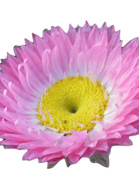 永生菊种子阳台园艺切花盆栽花