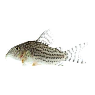 黄翅珍珠鼠鱼满天星红翅茉莉豹鼠水草缸吃垃圾清洁工具底层鱼活体