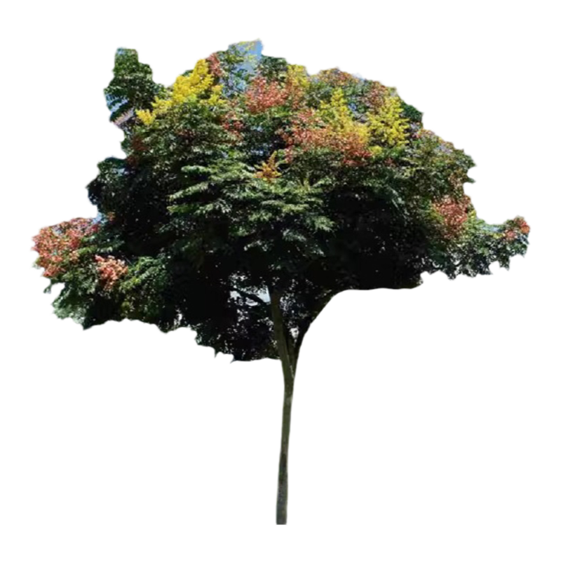 栾树树苗四季常青行道树风景大树不落叶庭院黄山栾树小苗绿化植物