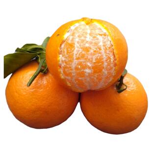 皇帝柑正宗德庆贡柑新鲜特级大果整箱当季水果黄帝橙橘子10斤礼盒