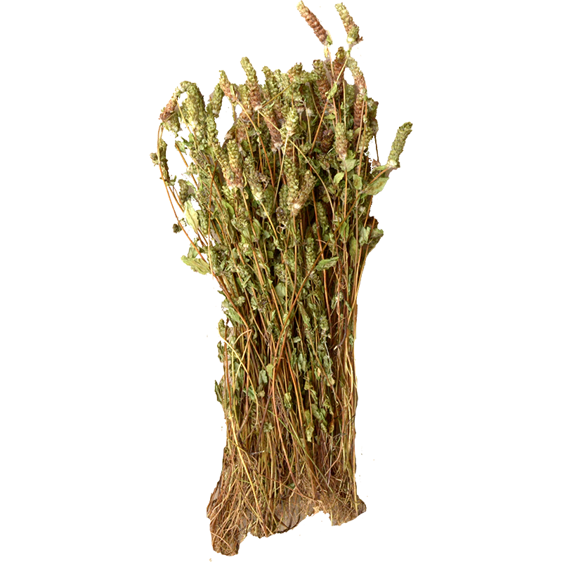 夏枯草整株野生白毛夏枯球泡茶夏姑草球中药材夏菇古草500g干货