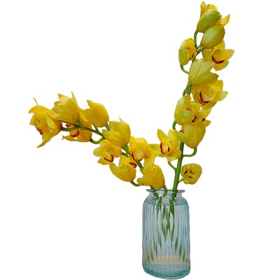 大花蕙兰鲜切花水培惠兰鲜花