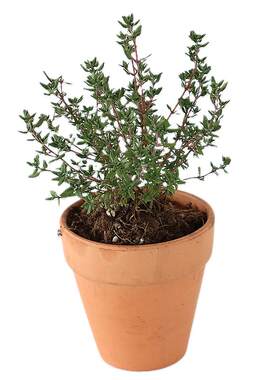 11种百里香多种风格好闻开花美