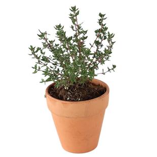 11种百里香盆栽金边柠檬桃花杰克法国英国匍匐阔叶山谷晨光斑叶