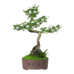六月雪盆景植物办公室客厅好养老桩造型茶室桌面绿植花卉常绿盆栽