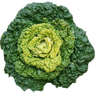 奶油黄心乌种子乌塌菜种籽四季白菜冬天青菜蔬菜孑黑菜秋冬季菜籽