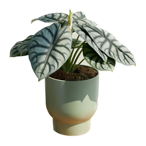 稀有白犀牛海芋植物盆栽室内绿植