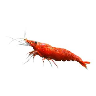 精选大号极火米虾观赏淡水成年鱼缸除藻工具虾活体宠物急火虾鲜活