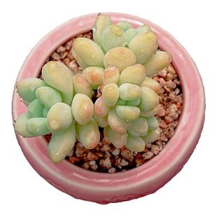 【一物一拍】天使之泪 圆嘟嘟可爱多肉植物办公室阳台小盆栽绿植