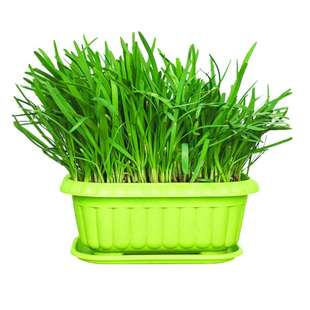 韭菜根苗紫根红根带土蔬菜宽叶大叶独根红韭菜根种籽子种子盆栽苗