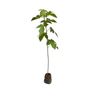 枫香苗枫树苗枫香杯苗小叶红芽三角枫树苗庭院绿化工程苗造林苗