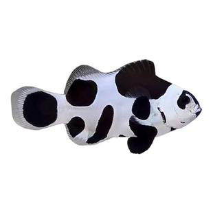 人工公子小丑鱼尼莫熊猫小丑鱼奥黑背心番茄小丑海水鱼观赏鱼海缸