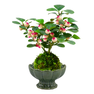 小盼菩提盆栽水培植物苔藓球办公室内带果花卉四季好养茶桌面绿植