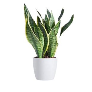 金边虎皮兰办公室内客厅易活植物绿植盆栽高脚矮脚虎尾兰好养花卉