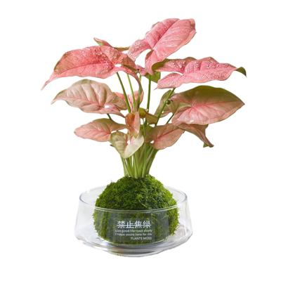 合果芋苔藓球植物室内绿植好养活