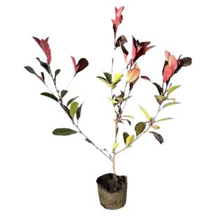 红叶石楠球树苗高杆大树球形小苗庭院园林绿化苗工程室外常青植物