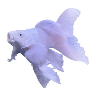 台湾球体蝴蝶鲤观赏鱼冷水鱼短身淡水狮头长尾锦鲤鱼活体包邮