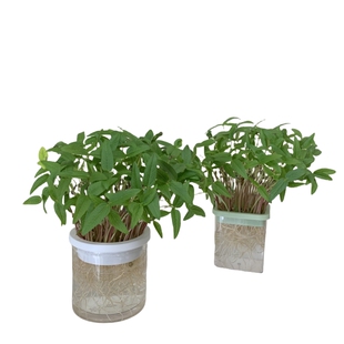 幼儿园儿童种植小盆栽绿豆芽水培蔬菜透明观察盒学生植物发芽实验