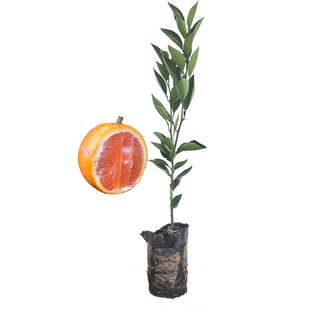 卡拉红肉脐橙苗嫁接果树苗地栽盆栽苗木鹅蛋柑四川成森柑橘苗基地