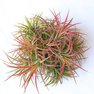 空气凤梨无土植物多头群生室内绿植盆栽多款可选