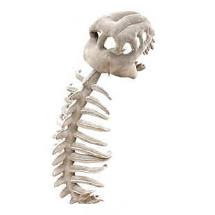 中华恐龙骨架头套玩偶恐龙外骨骼衣服毛绒玩具整蛊装扮帽子鹿晗款