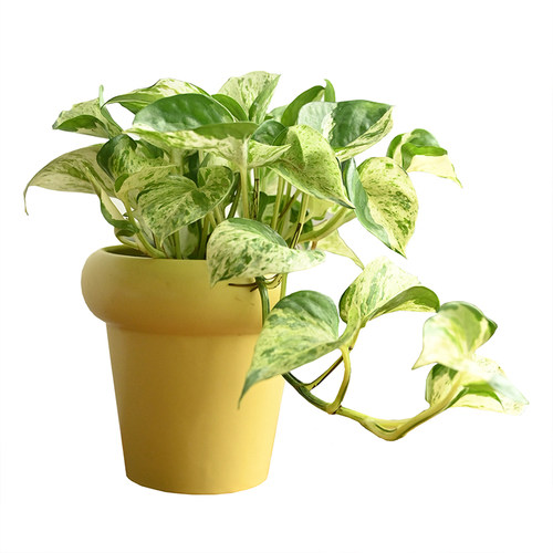 快乐叶子Happy大理石皇后锦叶油画绿萝荷兰进口植物盆栽植迷者