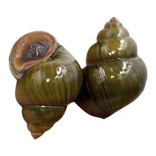 洪湖清水田螺鲜活中华田园螺活体螺蛳辣炒嗦螺石螺淡水螺丝大田螺