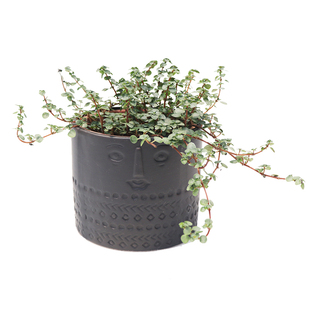 花与花器 灰绿冷水花 BB草 ins观叶桌面垂吊盆栽 雨林缸植物 耐阴