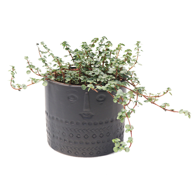 花与花器灰绿冷水花BB草室内盆栽