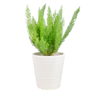 金叶子狐尾天门冬盆栽植物庭院花园绿植四季常绿除甲醛花境花卉苗