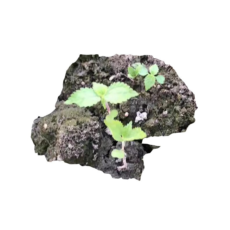 红荨麻种子活麻鲜根霍麻易养