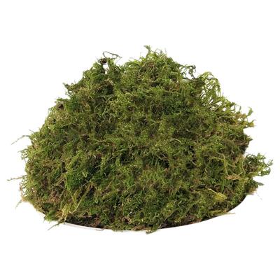 蝴蝶兰热带植物嫁接冬眠干苔藓