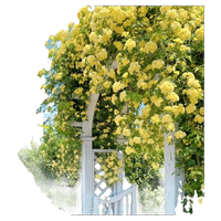 黃木香花苗爬藤四季薔薇白紅木香