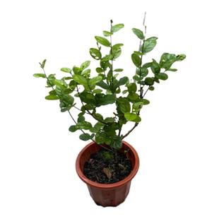 圆叶宝珠茉莉 阳台庭院盆栽宝珠茉莉花 当年开花重瓣芳香茉莉花苗