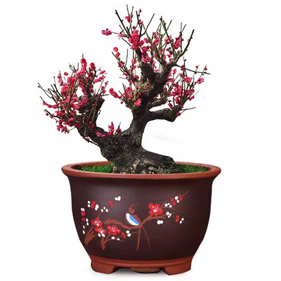 梅花树苗原生乌梅庭院盆栽植物