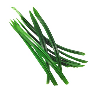 顺丰包邮新鲜斑斓叶香兰叶班兰叶千层糕斑斓椰汁西米糕糯米饭500g