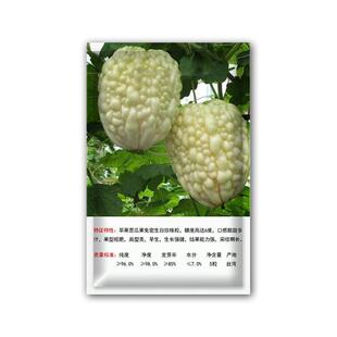 白水晶苹果苦瓜种子可生吃水果苦瓜种籽阳台盆栽特色瓜果蔬菜种孑