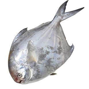 特大银鲳鱼新鲜冷冻舟山白鲳鱼鲜活海鲜水产海捕大昌鱼平鱼鲳鳊鱼