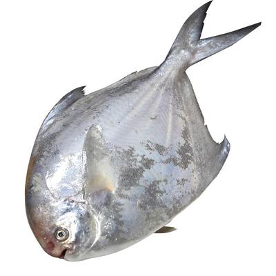 特大舟山海捕银鲳鱼白鲳鱼2装